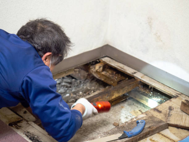Best Emergency Mold Removal  in Norwich, CT