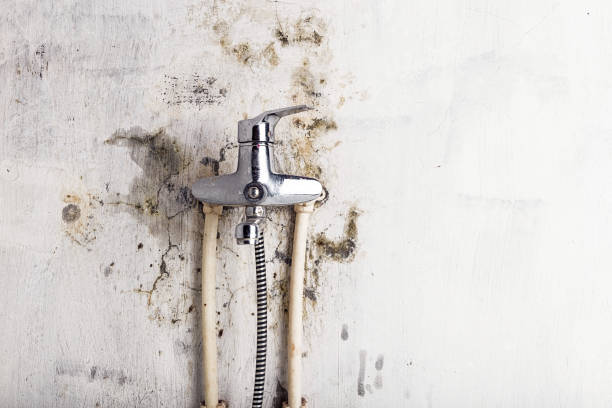  Norwich, CT Mold Removal Pros