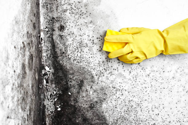 Norwich, CT Mold Removal Company