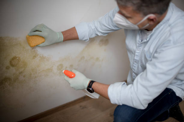 Best Home Mold Removal  in Norwich, CT