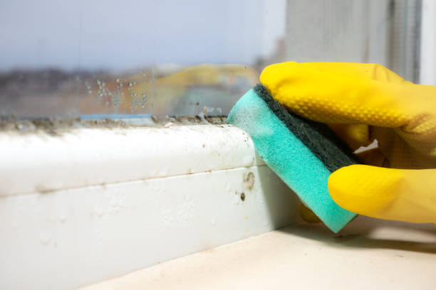 Best Attic Mold Removal  in Norwich, CT
