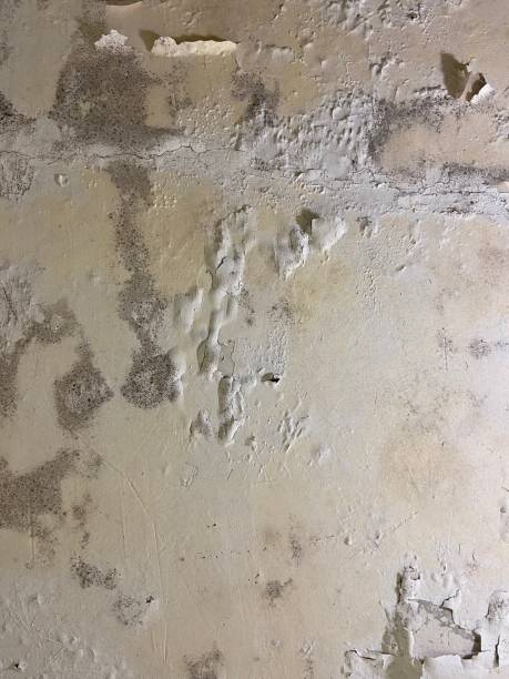 Best Affordable Mold Removal  in Norwich, CT
