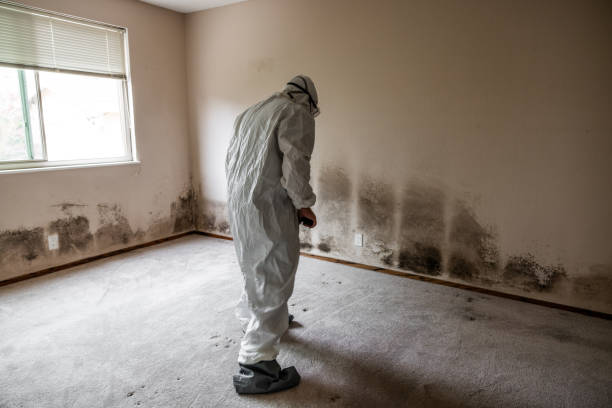 Norwich, CT Mold Removal Company