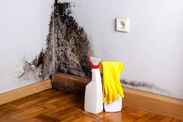 Best Office Mold Removal Services  in Norwich, CT