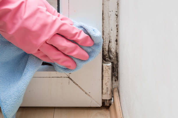 Best Same-Day Mold Removal  in Norwich, CT