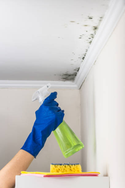Best Professional Mold Removal  in Norwich, CT