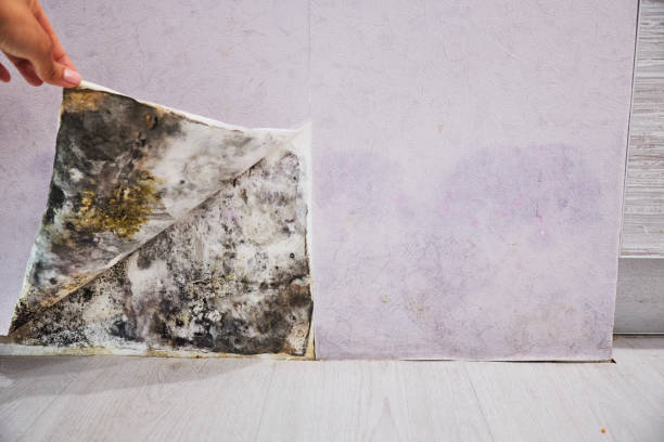 Best Same-Day Mold Removal  in Norwich, CT